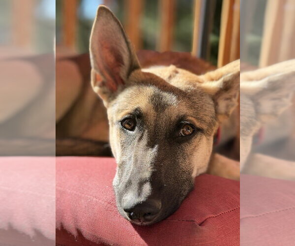 Medium Photo #4 German Shepherd Dog Puppy For Sale in West Sacramento, CA, USA
