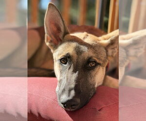 Joey - Male German Shepherd Dog Dog for Adoption - Photo #4