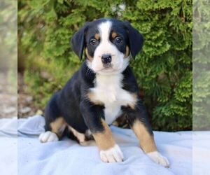 Greater Swiss Mountain Dog Puppy for sale in RONKS, PA, USA
