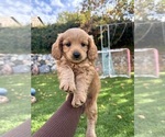 Puppy Puppy 1 Goldendoodle (Miniature)