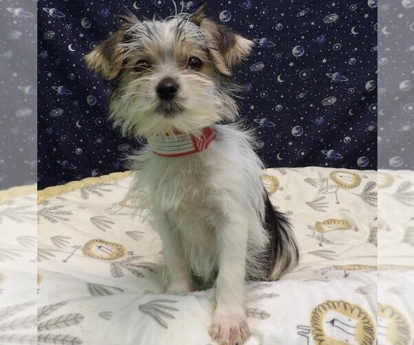 Medium Photo #26 Morkie Puppy For Sale in PATERSON, NJ, USA