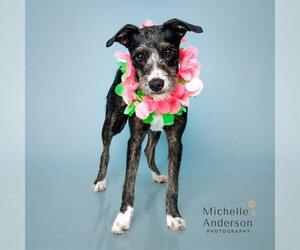 Mutt Dogs for adoption in Corona, CA, USA