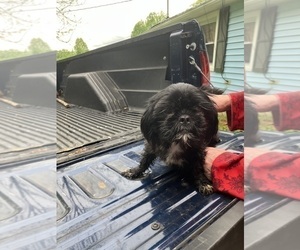 Mother of the Shih Tzu puppies born on 05/15/2026