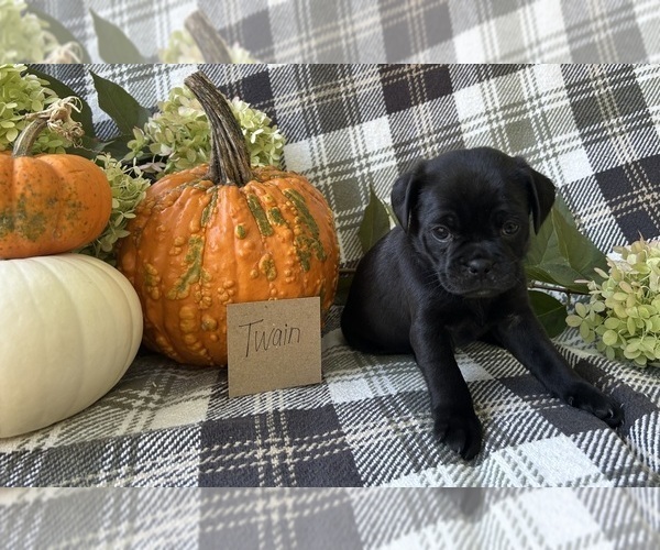 Medium Photo #3 Puggle Puppy For Sale in ELKTON, VA, USA