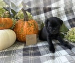 Small #2 Puggle