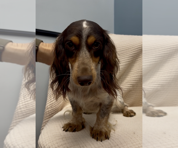 Medium Photo #2 Dachshund Puppy For Sale in Weston, FL, USA