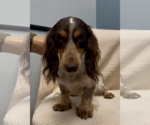 Small #1 Dachshund