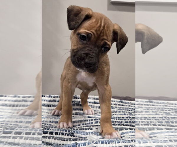 Medium Photo #2 Mastiff-Unknown Mix Puppy For Sale in Clarkston, MI, USA