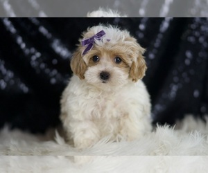 Medium Maltipoo