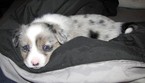 Small Photo #1 Welsh Cardigan Corgi Puppy For Sale in MILWAUKEE, WI, USA