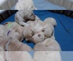 Small Photo #9 Golden Retriever Puppy For Sale in CLARKSVILLE, TN, USA