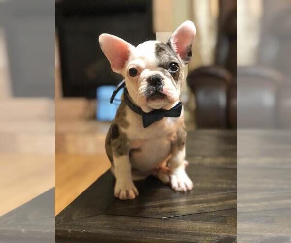 Medium Photo #1 English Bulldog Puppy For Sale in CHULA VISTA, CA, USA