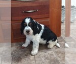 Small #4 English Springer Spaniel