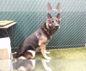 German Shepherd Dog Dogs for adoption in Downey, CA, USA