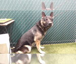 Small German Shepherd Dog