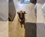 Small #2 German Shepherd Dog Mix
