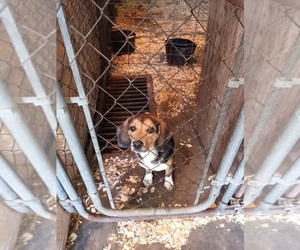 Beagle Dog for Adoption in RED OAK, Iowa USA