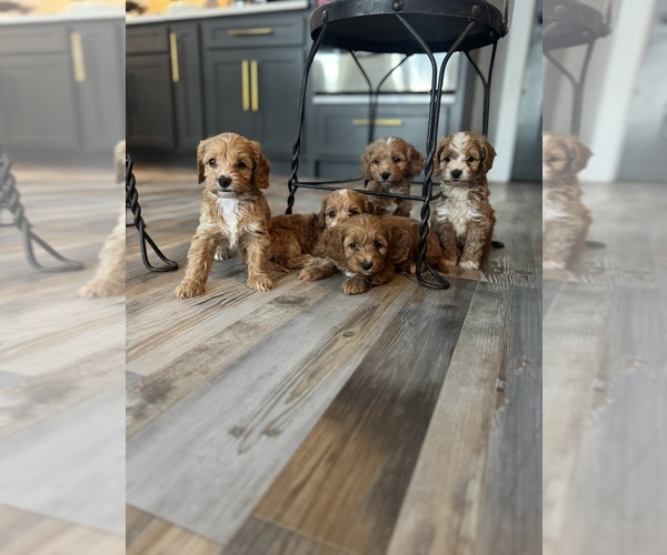 Medium Photo #1 Cockapoo (Miniature) Puppy For Sale in CHRISTIANA, TN, USA