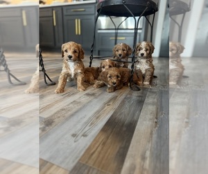 Cockapoo (Miniature) Puppy for sale in CHRISTIANA, TN, USA