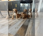 Image preview for Ad Listing. Nickname: Litter of 4