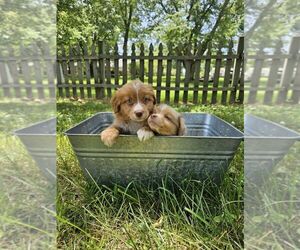 Miniature Australian Shepherd Puppy for sale in COOKEVILLE, TN, USA