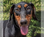 Small Doberman Pinscher