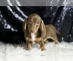 Small Photo #2 Dachshund Puppy For Sale in WARSAW, IN, USA