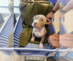 Small #1 American Staffordshire Terrier Mix