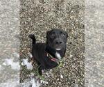 Small Labrador Retriever Mix