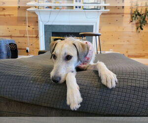 Mutt Dogs for adoption in Salt Lake City, UT, USA