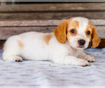 Small Photo #48 Dachshund Puppy For Sale in WAKARUSA, IN, USA