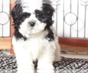 Shih Tzu Puppy for sale in NAPLES, FL, USA