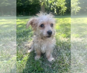 Morkie Puppy for sale in DURHAM, CT, USA