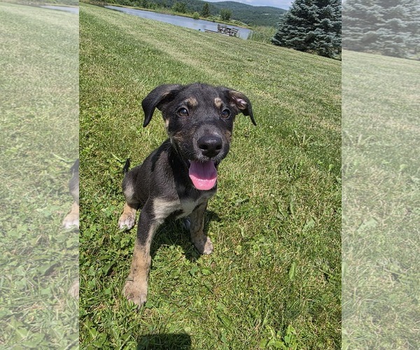 Medium Photo #1 Shepradors Puppy For Sale in SHERBURNE, NY, USA