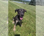 Small Shepradors