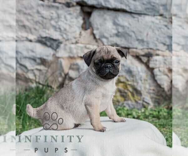Medium Photo #3 Pug Puppy For Sale in CHAMBERSBURG, PA, USA