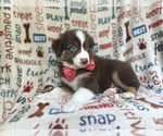 Small #4 Miniature Australian Shepherd