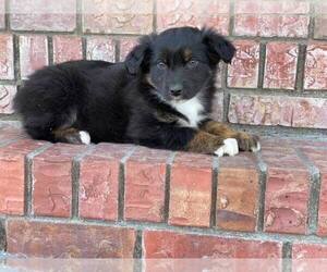 Miniature Australian Shepherd Puppy for sale in LEXINGTON, NE, USA
