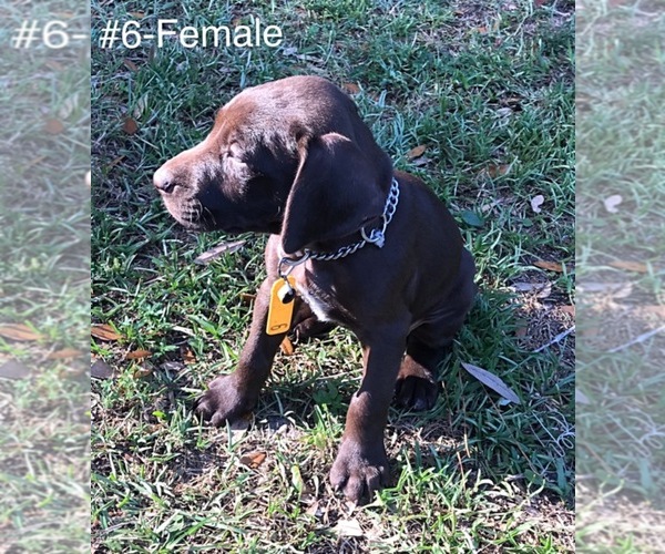 Medium Photo #1 German Shorthaired Pointer Puppy For Sale in ALACHUA, FL, USA