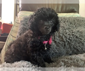 Poodle (Toy) Puppy for sale in PHILADELPHIA, TN, USA