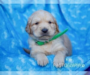 Golden Retriever Puppy for sale in LIBERTY, KY, USA