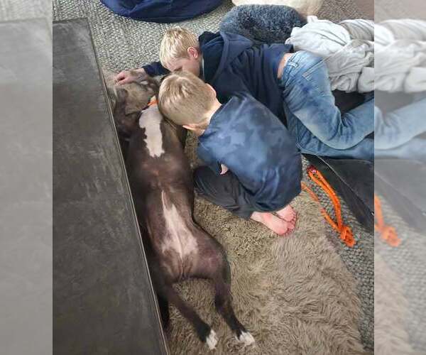 Medium Photo #4 Bulldog-Unknown Mix Puppy For Sale in Kennesaw, GA, USA