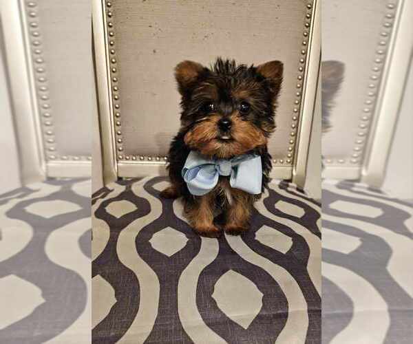 Medium Photo #1 Yorkshire Terrier Puppy For Sale in INDIANAPOLIS, IN, USA