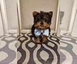 Small Photo #1 Yorkshire Terrier Puppy For Sale in INDIANAPOLIS, IN, USA