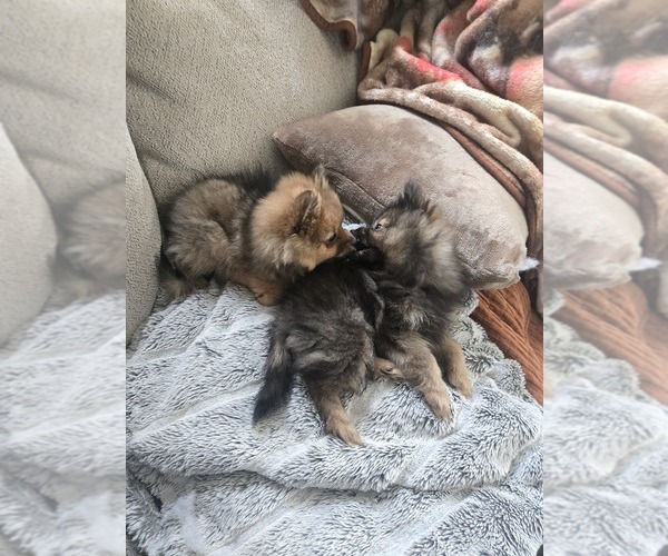 Medium Photo #1 Pomeranian Puppy For Sale in BRONSON, MI, USA