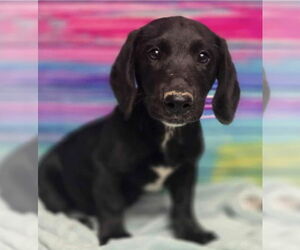 Dachshund-Labrador Retriever Mix Dogs for adoption in Lakewood, CO, USA