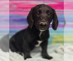 Small Dachshund-Labrador Retriever Mix