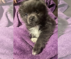 Pominese Puppy for sale in MELBOURNE, KY, USA