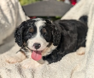 Bernedoodle Puppy for sale in GOSHEN, IN, USA