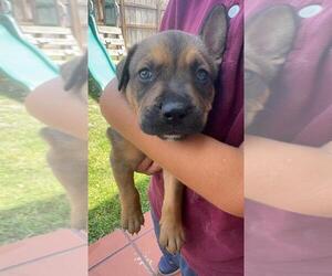 Mutt Dogs for adoption in Oakland Park , FL, USA